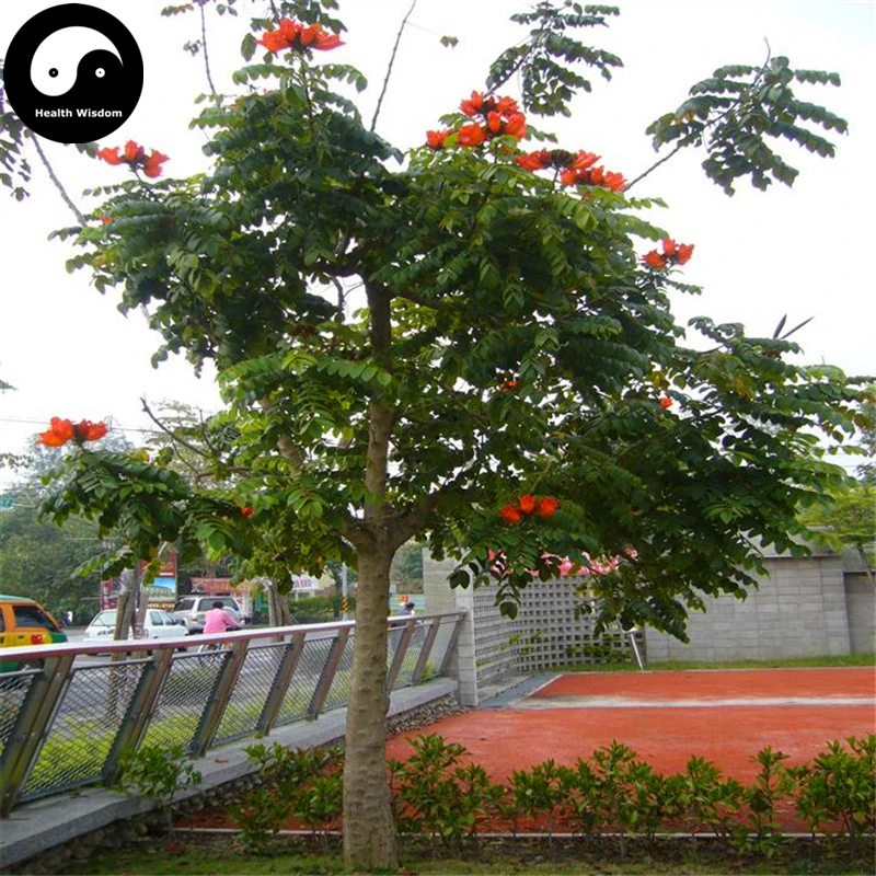 

Buy Spathodea Campanulata Tree Semente 120pcs Plant Spathodea Campanulata Tree
