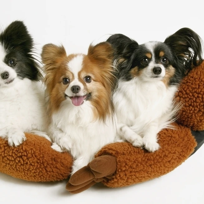 Three Dogs Poster Print (34 x 22)