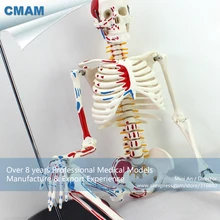 12364/пронумерованная анатомическая окрашенная модель скелета мышц, медицинская научная обучающая анатомическая модель