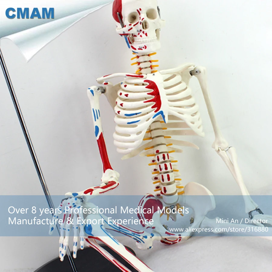 12364 CMAM-SKELETON04 Numbered Human Anatomical Painted Muscle Skeleton Model, Medical Science Teaching Anatomical Models 12364 CMAM-SKELETON04 Numbered Human Anatomical Painted Muscle Skeleton Model, Medical Science Teaching Anatomical Models