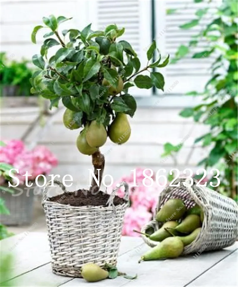 20 Pcs Bonsai Pear Mini Tree Super Sweet Fruit Ornamental Seeds