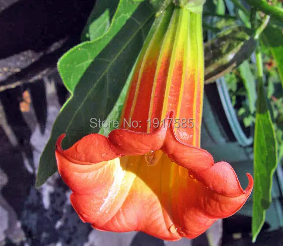 100 Datura Graines Grande Rouge Angel Trompette Graines De