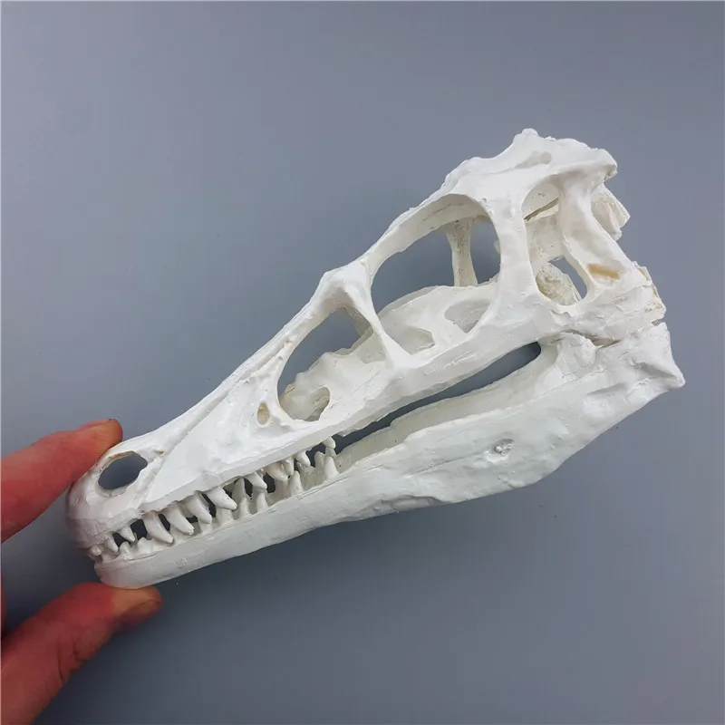Горячая Mrzoot Смола каркасная модель динозавра Raptor череп коллекция ремесел школы медицинские наука образовательные принадлежности