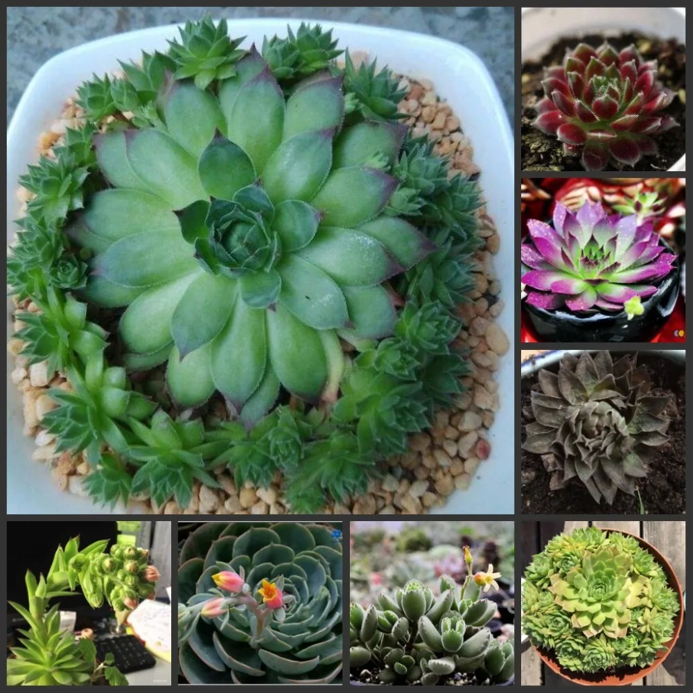 

100PCS 100% Fresh Real Sempervivum tectorum semillas - Bonsai Succulent flower Plant sementes ( Guan-Yinlian )
