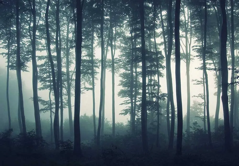 117 Landscape Mural of a Misty Forest