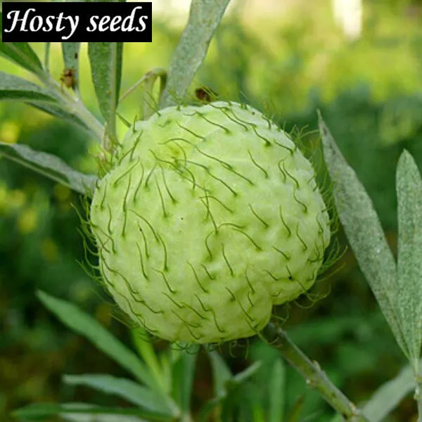 Hua Xianzi Balloon Flower Seeds Like A Small Balloon Fruit Period