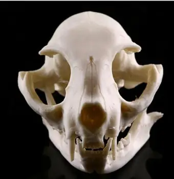 

family skeleton head Wild fox Model wildlife Skull resin Animal statue home decoration wedding