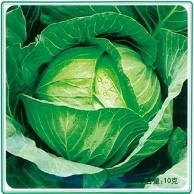 

Spring green cabbage bonsais vegetable bonsais 10pcs