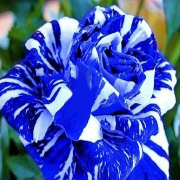 Popular Rose Bushes SaleBuy Cheap Rose Bushes Sale lots