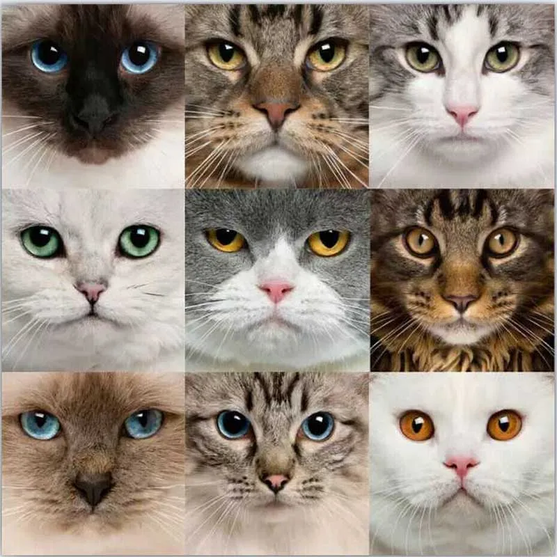 

100% DIY 5D Diamond Mosaic Cartoon Cats Handmade Diamond Painting Cross Stitch Kits Diamond Embroidery Patterns Rhinestones Arts