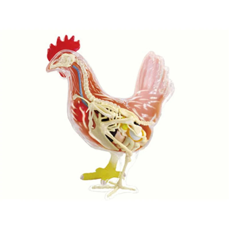 4D курица интеллект сборка игрушка животное орган анатомическая модель медицинская обучение DIY популярная научная техника