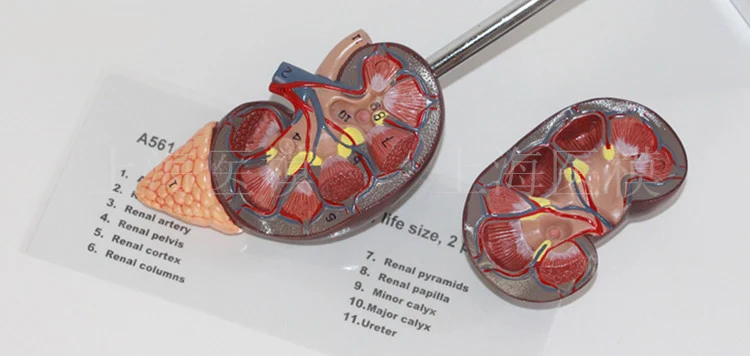 Модель почек с надпочечной железой, естественная большая структура мочевой системы почек