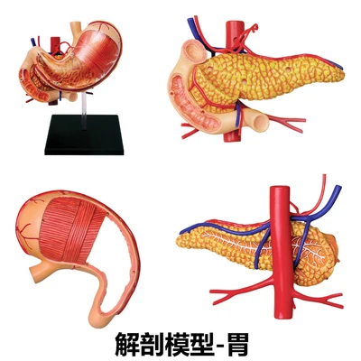 4D мастер собрать человеческое тело Зомби Скелет Череп для изучения анатомии мозга сердце туловище mkd52 анатомическая модель головоломка медицинская наука игрушки - Цвет: stomach