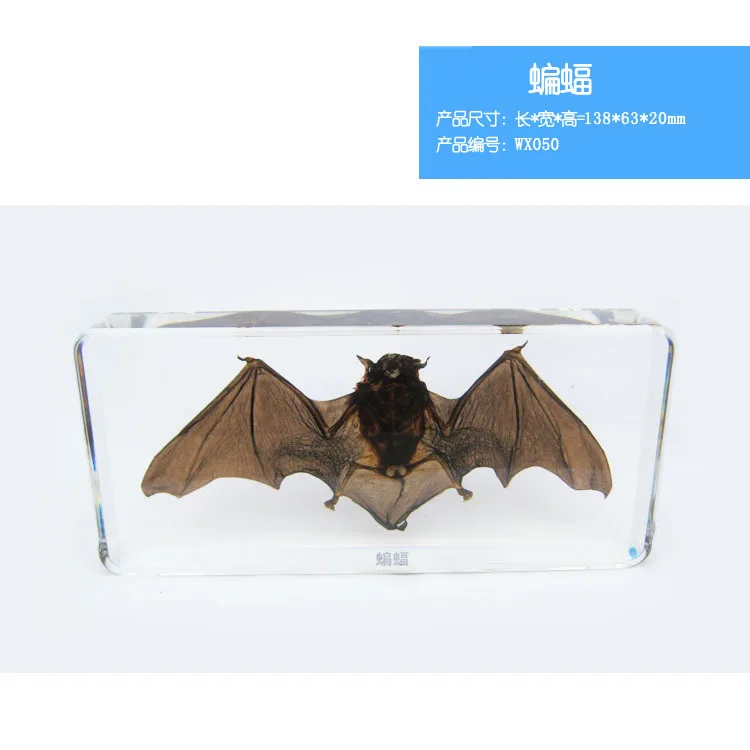 Акриловый прозрачный летучая мышь образец животное насекомое таксидермия Янтарная Детская образовательная биологическая коллекция ремесло DIY игрушка