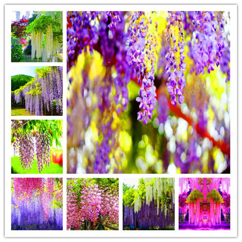 

5pcs Hot Sale Outdoor Bonsai Wisteria Plant Rare Flower DIY Home Garden Ornamental Climb Rattan Flore Planting free shipping