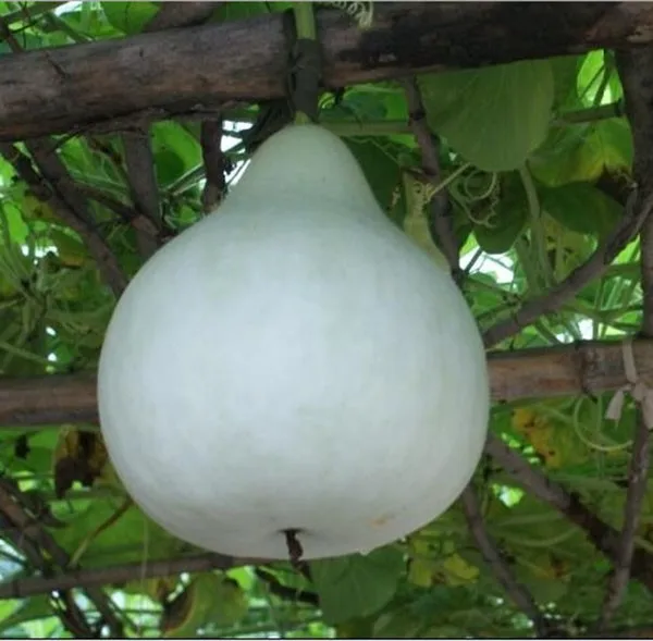 Free Shipping Big Spoon Bottle Gourd bottle gourd plant, vegetable plant flower, Seasons can be sown - 10 particles