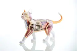 Оранжевый желтый кот 4d мастер головоломка Сборка игрушки животных биология орган анатомическая модель для медиков обучающая модель
