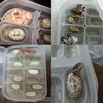 

Reptile Egg Incubator 14 Slots Professional breeding Tray Transparent Cover For Lizard Snake Gecko Eggs Hatcher Hatching Box