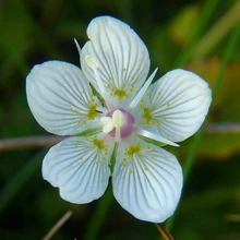 4 шт./пакет Parnassia Семян Wideword Parnassia Травы Heliophobous Завод Небольшие Травянистые Растения Ppotted Растений