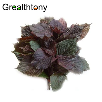 

Free shipping Perilla frutescens(L.)Britt. Perilla leaf extract The antipyretic effect of easing 200g