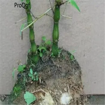 

Prodgf 3Pcs A Set Bambusa ventricosa McClure Mini without leaf