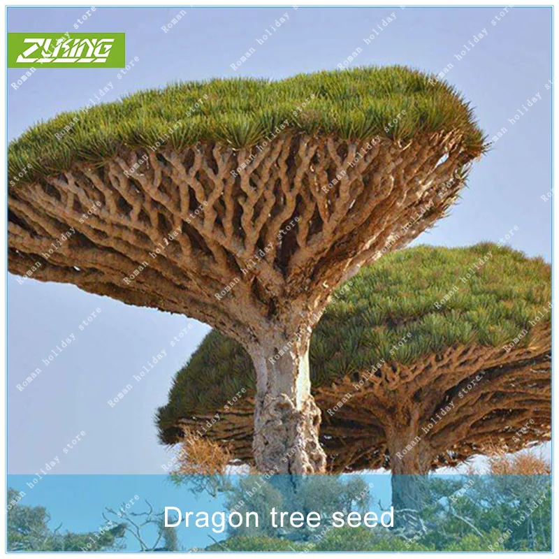 

ZLKING 10pcs Dragon Blood Tree Tree Bonsai Plants For Home Garden Garden Flowers Fruit