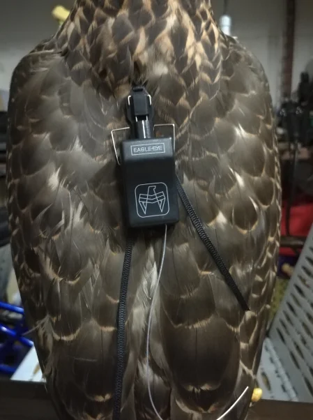 Колокольчик Falconry маленький колокольчик с трекером сосновый орех Sqarow Hawk Eaglet Falconet