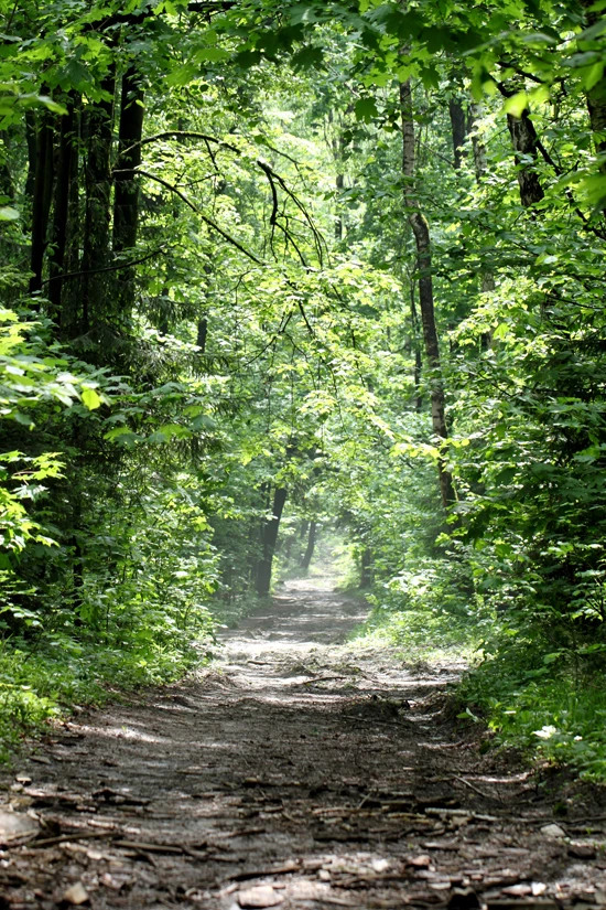 

HUAYI Deep forest path landscape Photography art fabric Backdrop D657