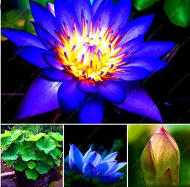10pcs/bag Lotus bonsai Lotus Aquatic Bonsais Bowl Lotus Water Lily