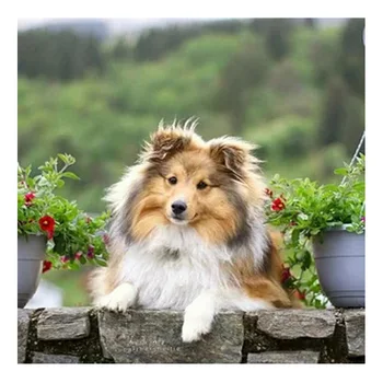 

5d diy Full Square Diamond Painting Sheepdog sheltie dog Diamond Embroidery Sale Mosaic Picture Of Rhinestones Z540