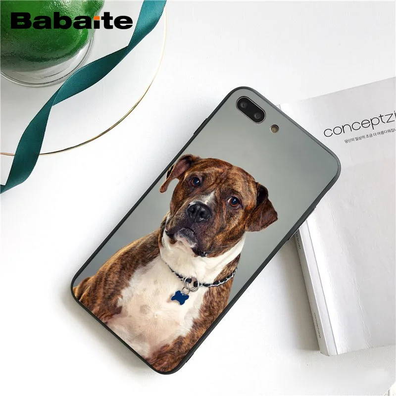 Pit Bull Lovely Pet Dog Pitbull