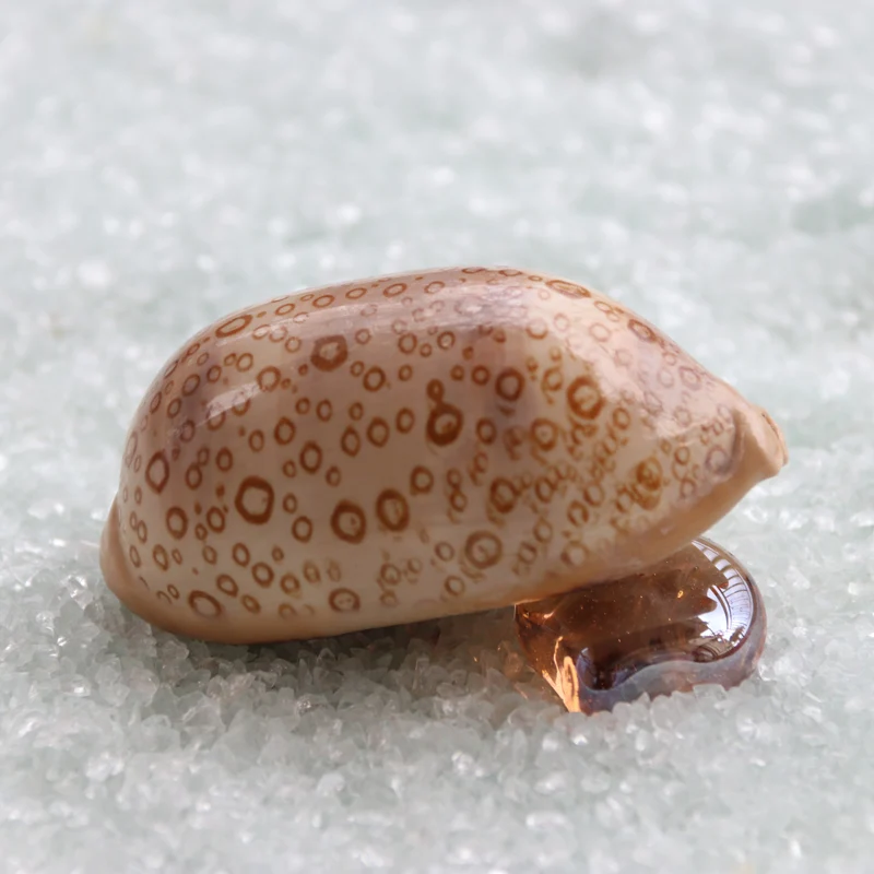 Free Shipping(2pcs/lot)Eyed Cowrie Natural Shell & Conch Home