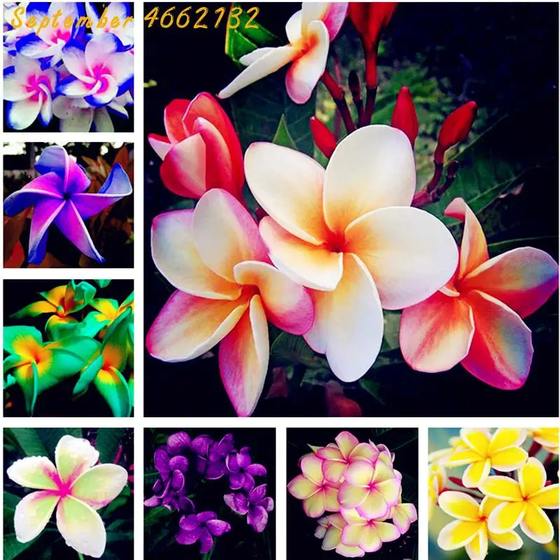 

Limited-time discount Bonsai 200 Pcs Plumeria Potted Frangipani Hawaiian Lei Flower Rare Exotic EggFlower Perfect Color Diy Home