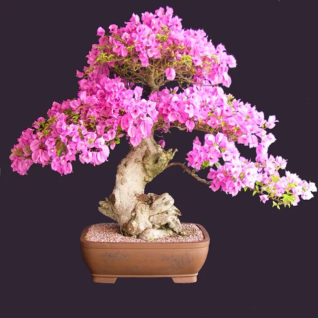 10 Pcs Multi Color Cherry Blossoms Bonsai Japanese Bonsai Sakura DIY