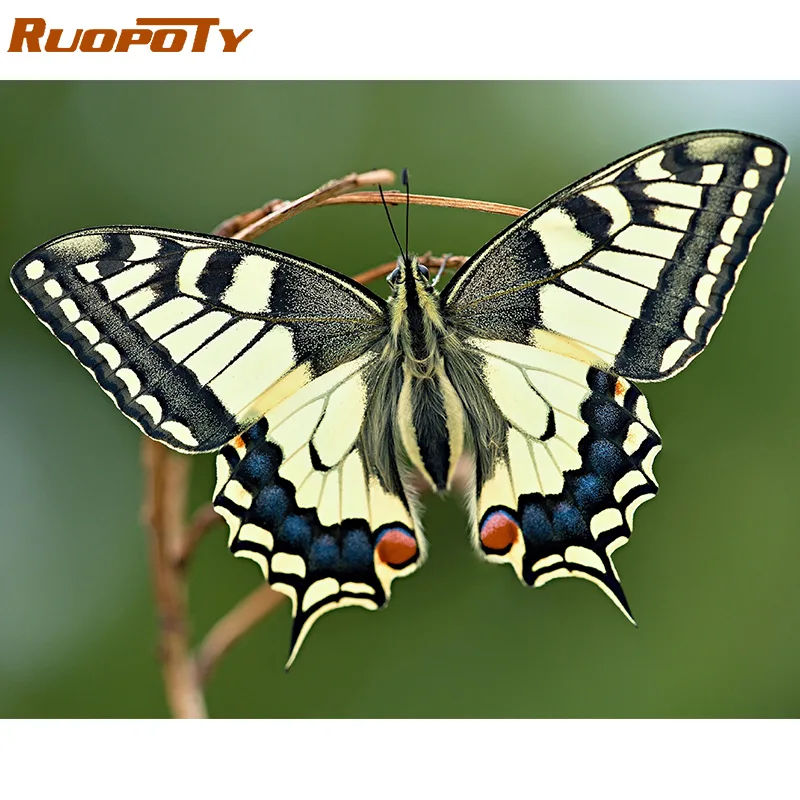 RUOPOTY 60x75 см рамка Diy картина по номерам набор животные бабочка Раскраска по номерам Современная Настенная художественная картина по номерам - Цвет: 190701-6