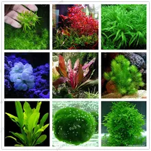 100pcs/bag Aquarium Plants bonsai Grass Water Aquatic Plant garden Indoor Ornamental Plant Grass flores for Home Fish tank 100pcs/bag Aquarium Plants bonsai Grass Water Aquatic Plant garden Indoor Ornamental Plant Grass flores for Home Fish tank
