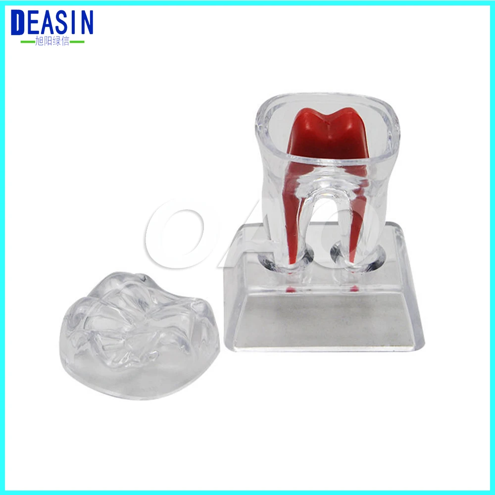 Modelo de Cristal Base de Plástico Apto para Sorrir Dentes Dental Rígido Dente Molar Teeth Modelo 2 Beleza e saúde
