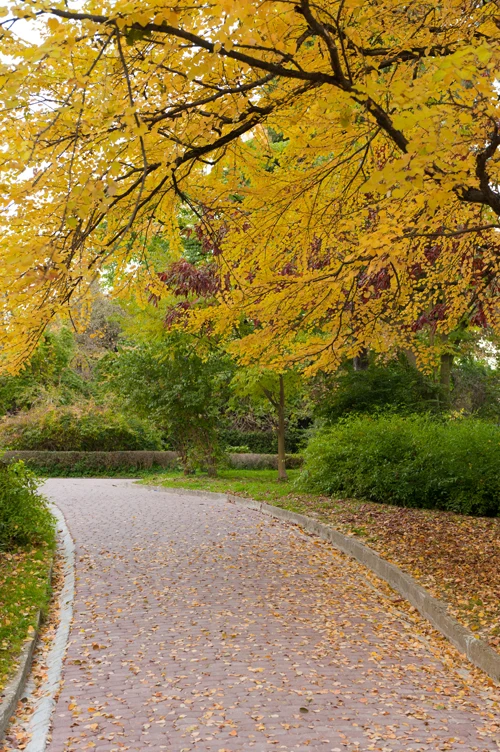 

Wholesale Outdoor autumn Printed Art fabric Photography backgrounds flowers natural Scenery photo backdrops D-3692