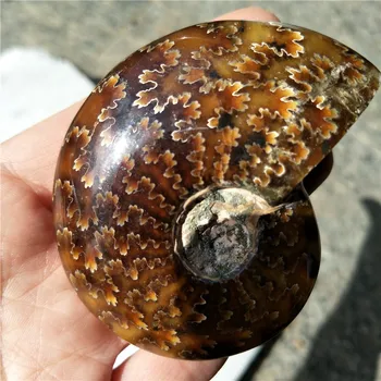 

100g Ammonite Fossil Ancient Fossil Crystal
