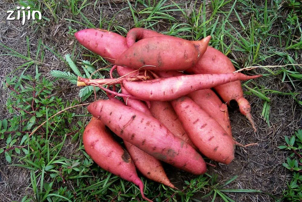 100 шт. сладкий картофель Ipomoea batatas вкусные ингредиенты органические негмо овощи для двора и фермы посадка бонсай