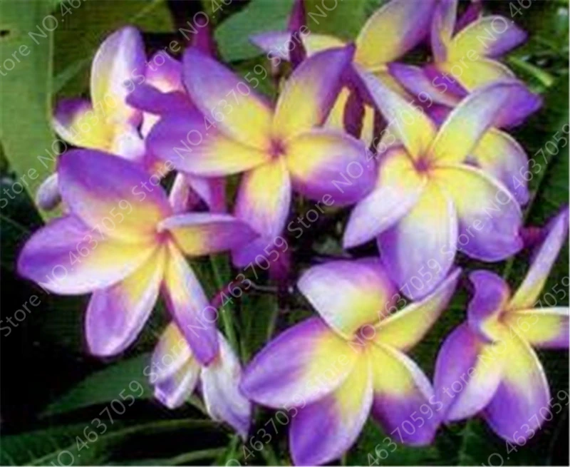 100 pcs/ bag Garden Plumeria Bonsai Frangipani Mixed Color Egg Flower Rubra Decor Romance Potted Plant DIY Home Pot Planting