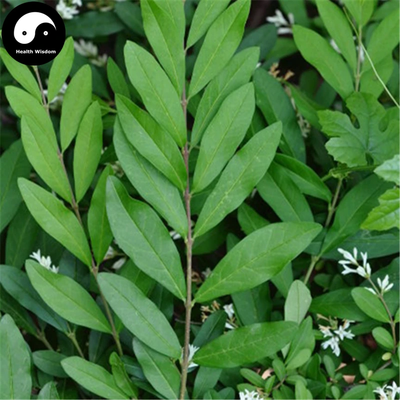 

Buy Ligustrum Obtusifolum Tree Semente 120pcs Plant Shrubs Tree Shui La