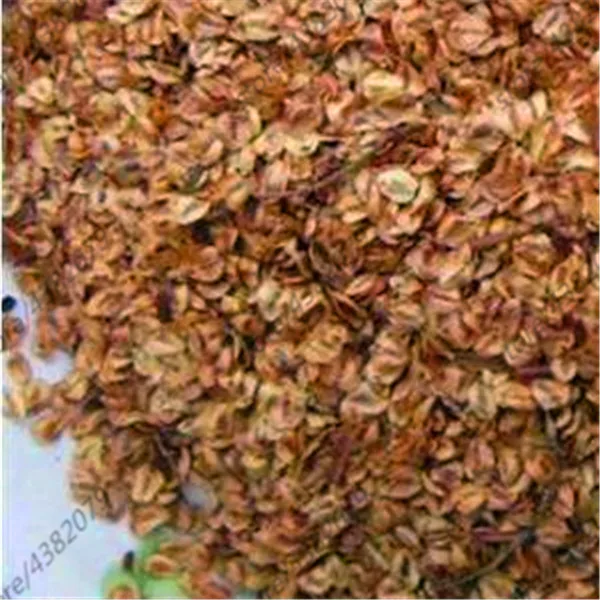 100 Pcs Chinese Metasequoia Tree Dawn Redwood Forest Bonsai Hydroponics Potted Plant For Home Garden Easy To Grow 100 Pcs Chinese Metasequoia Tree Dawn Redwood Forest Bonsai Hydroponics Potted Plant For Home Garden Easy To Grow