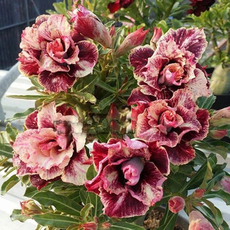 100% True New breed Thailand grafted double-petal desert rose Potted Home Garden Flowers Bonsai Plants Adenium Obesum 1 PCS