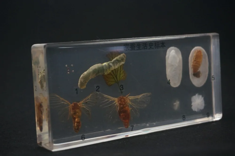 Life Cycle Of The Silkworm Specimens In Clear Lucite