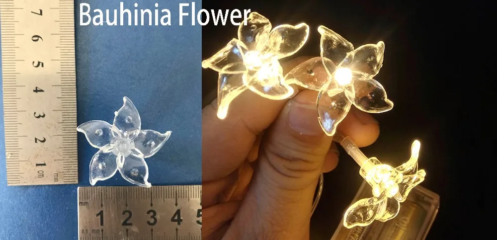 Bauhinia Flower