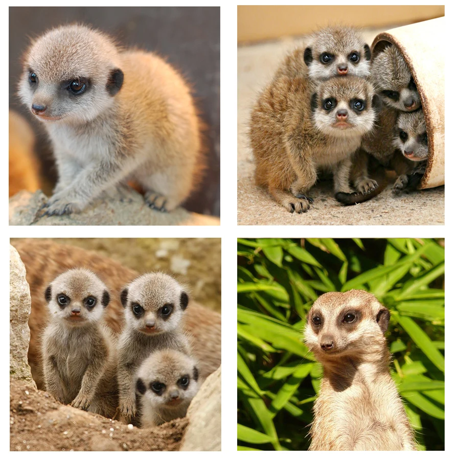 5D алмазная вышивка Meerkat для всей семьи Diy живопись милыми животными крестом