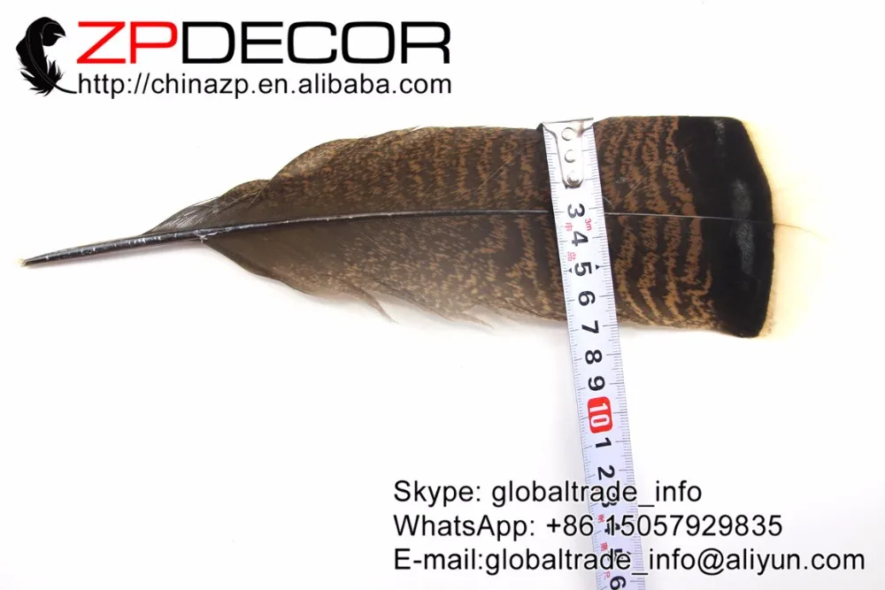 natural wild turkey flat featehrs  (2)
