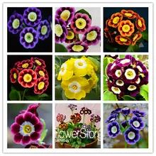 Не упустите предложение! Подлинный! 100 СЕМЕНА/упаковка Свежие Редкие семена примулы легкая посадка цветочные семена,# VAEF0S