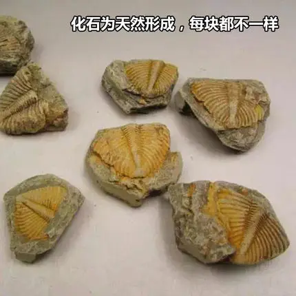 

fossil specimen of trilobites Palaeontologic fossils and proto-rocks teaching apparatus free shipping